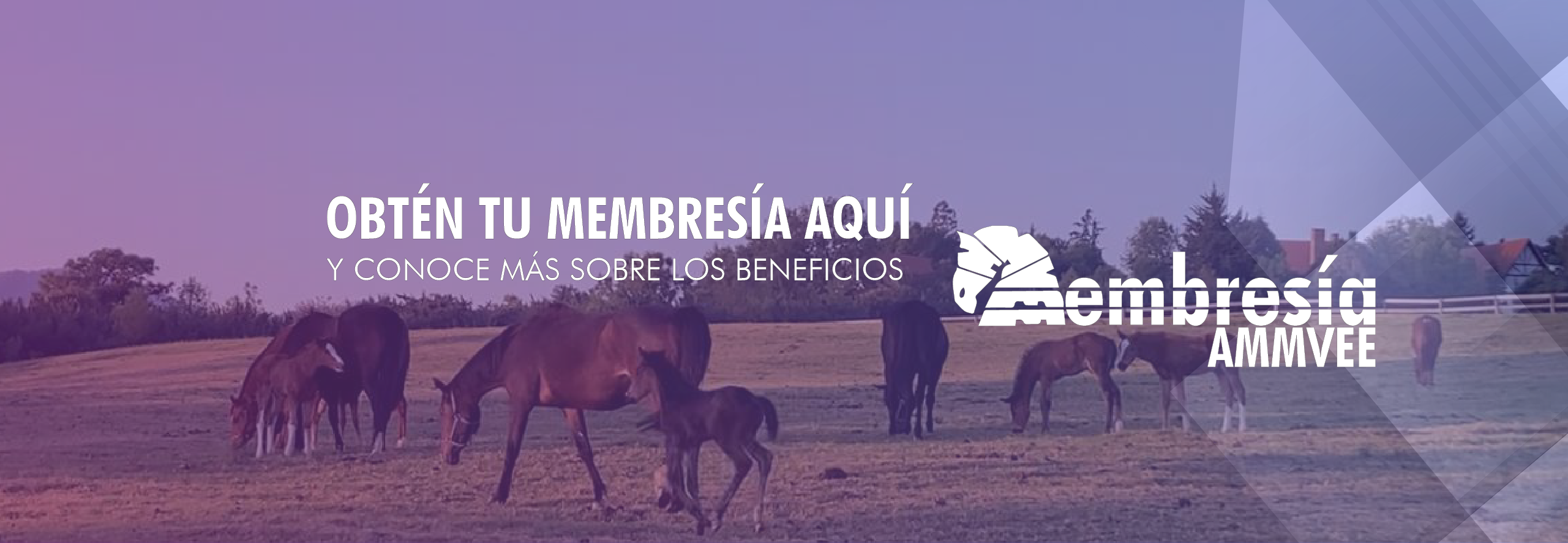 _Mesa de trabajo 1